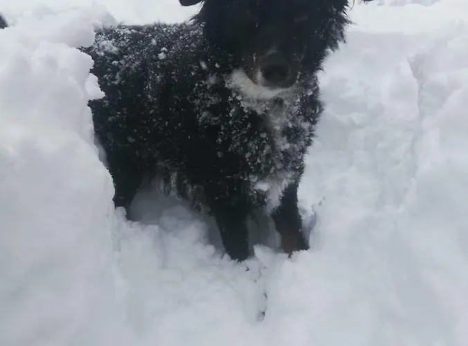 Lejlighed Mottnerhof Braz