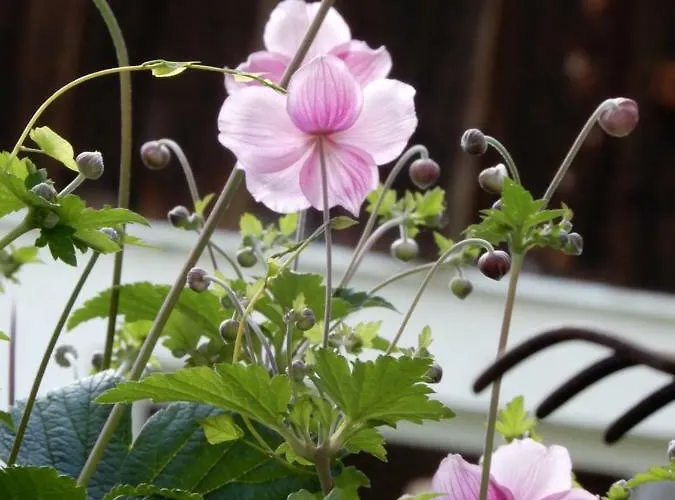 Lejlighed Mottnerhof