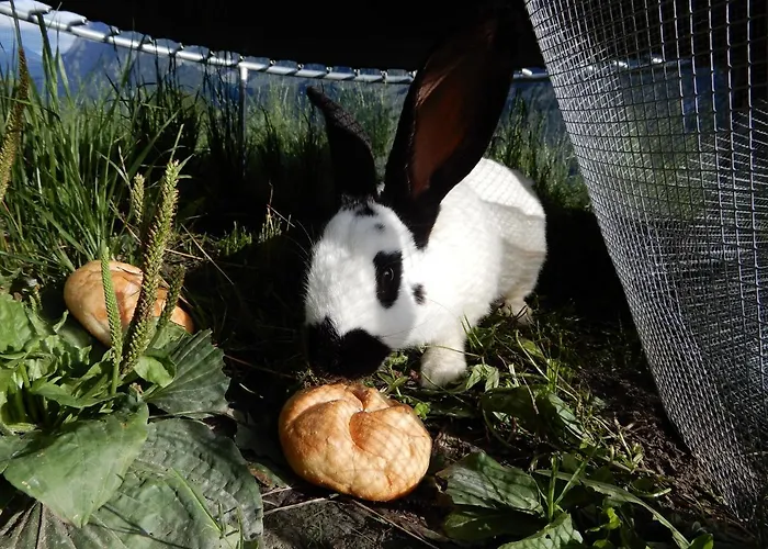 Lejlighed Mottnerhof